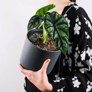 Plants Store Gallery Img 4 300x300